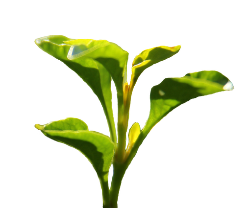 tea leaf logo